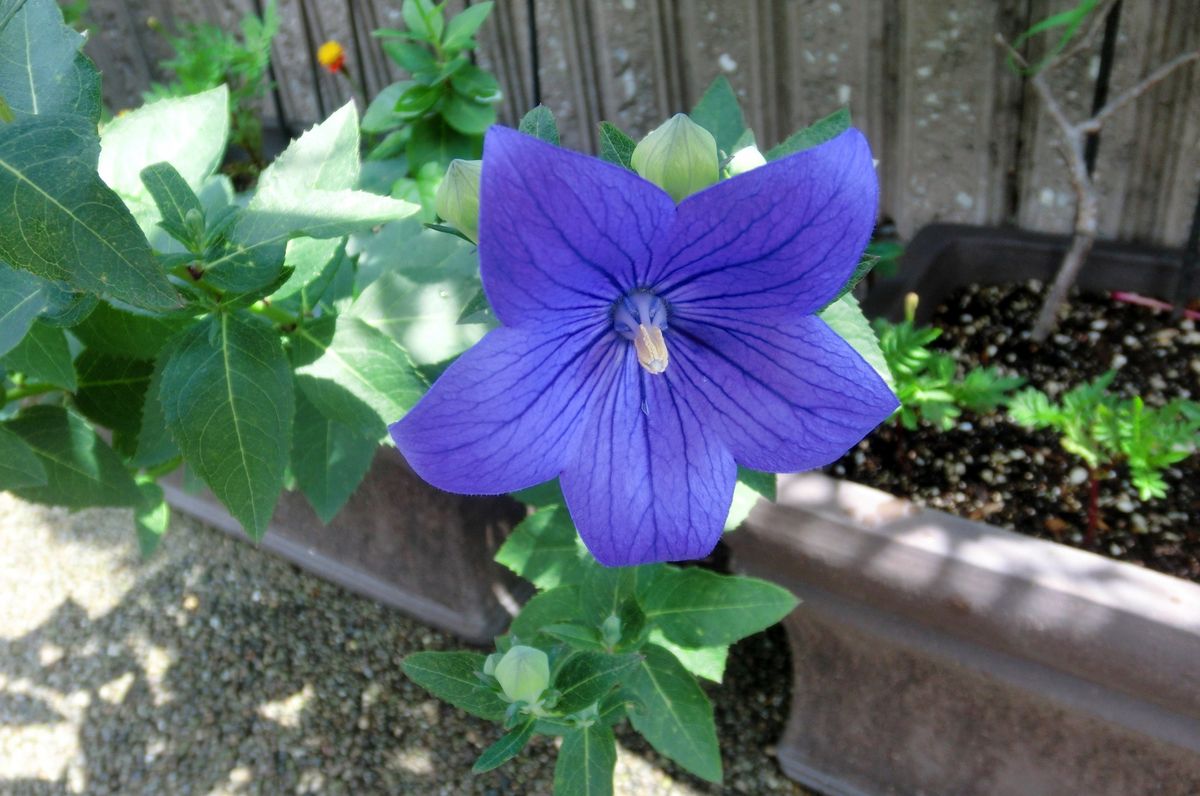 いろいろなお花たち