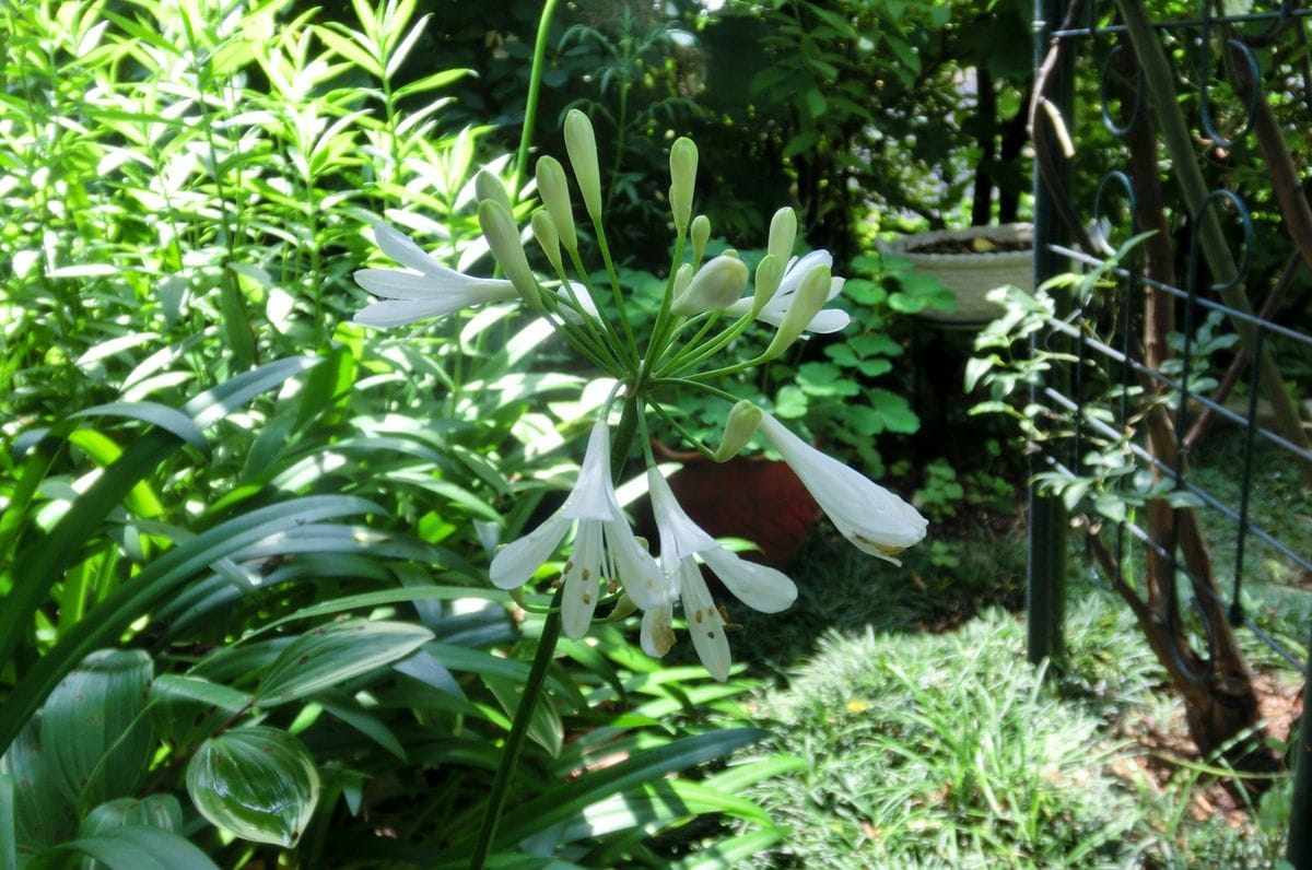 いろいろなお花たち