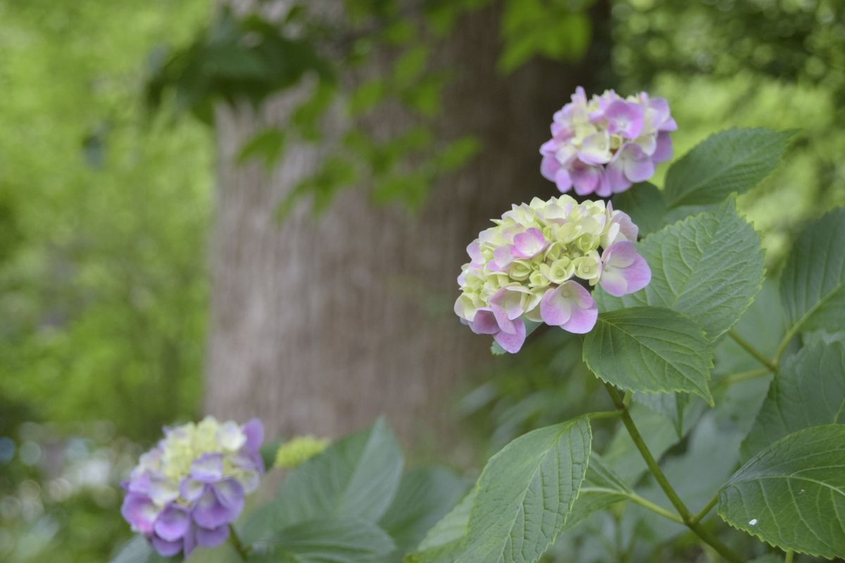 紫陽花