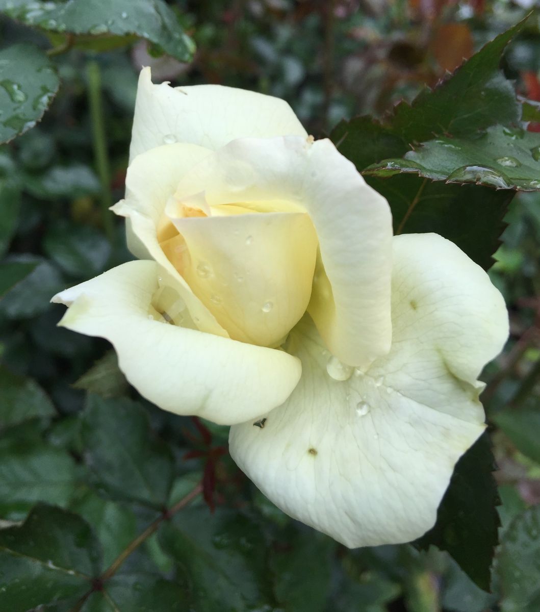 今日の薔薇