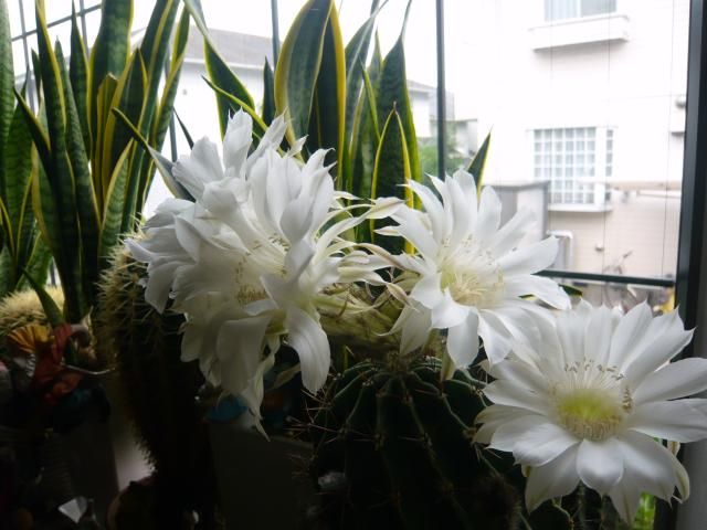 今年もたくさんの白いサボテンの花が咲きました。
