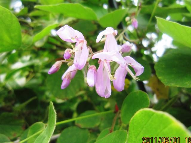 夏の草花