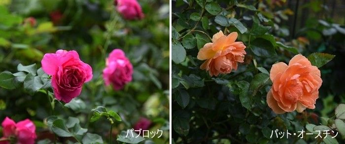 二番花が咲き始めました。