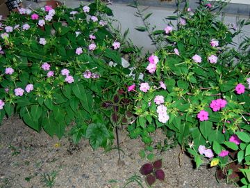 今宵のオシロイバナも甘く芳しい