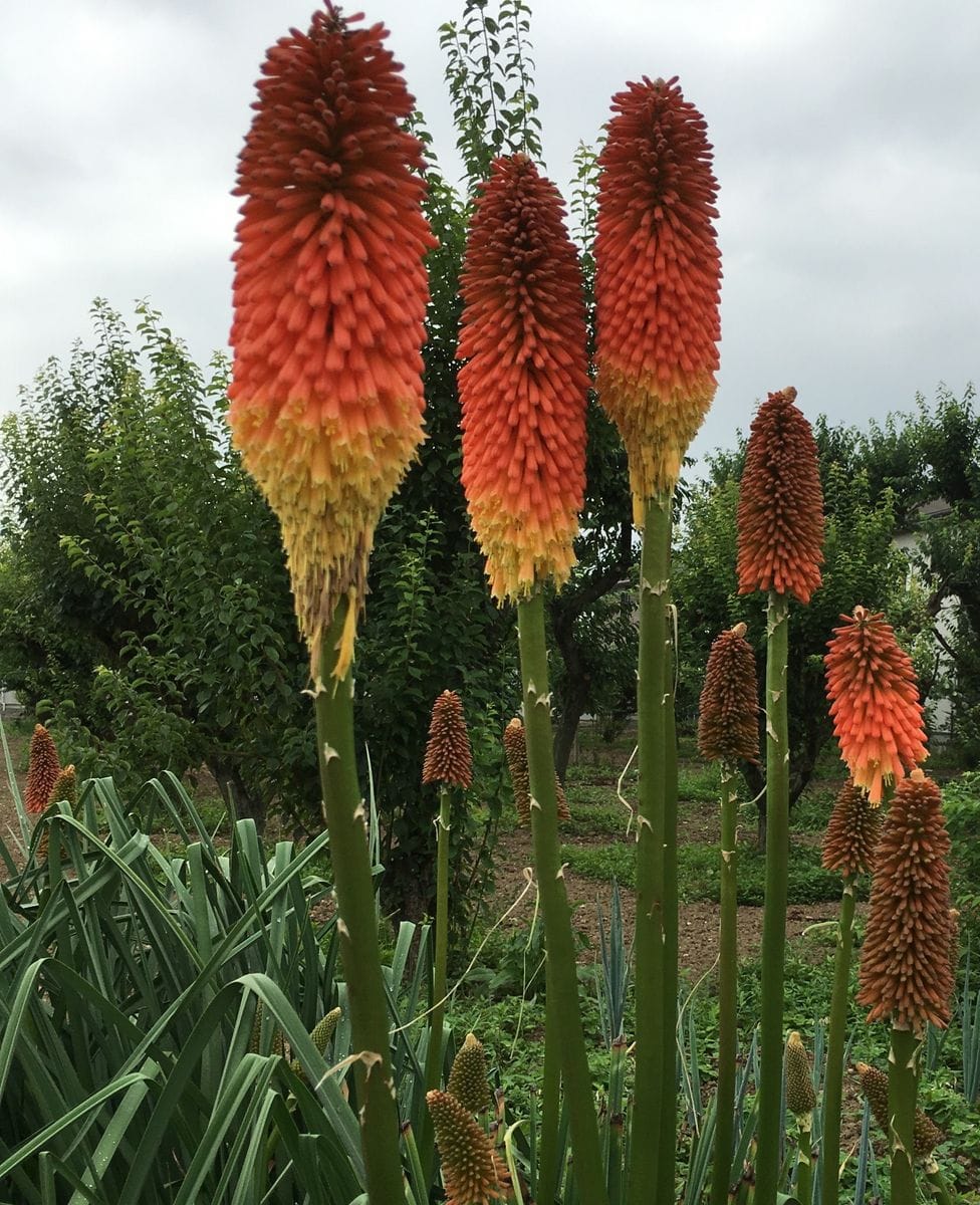 昨日の散歩で見たお花