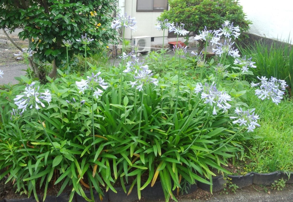 地神様とｱｶﾞﾊﾟの大株