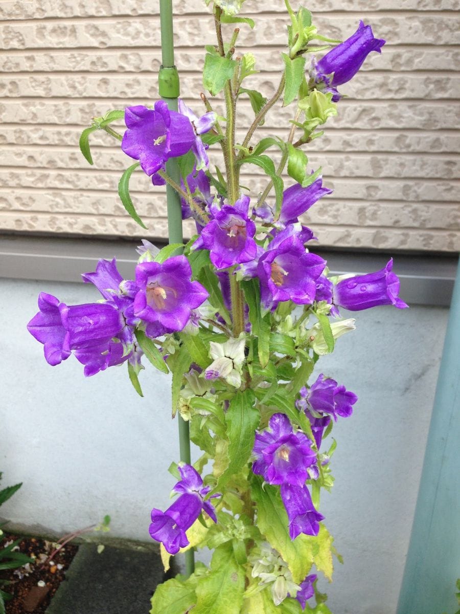 カンパニュラの二番花