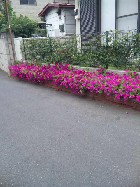 前の家の花壇