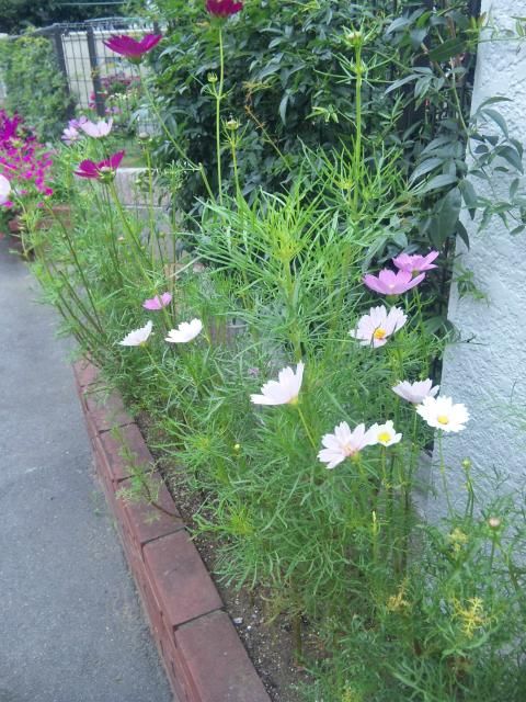 前の家の花壇