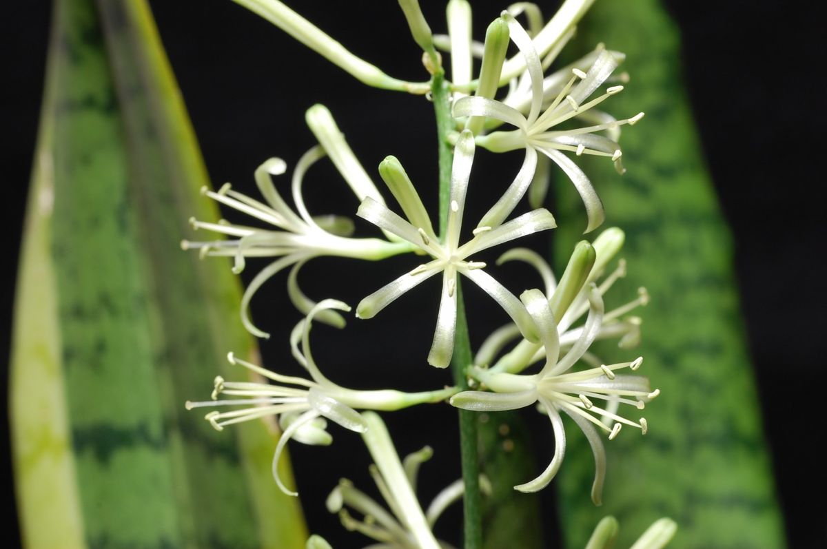 サンセベリア　開花