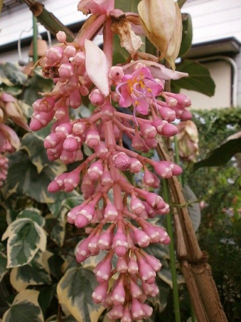 メディニラ・マグニフィカの開花