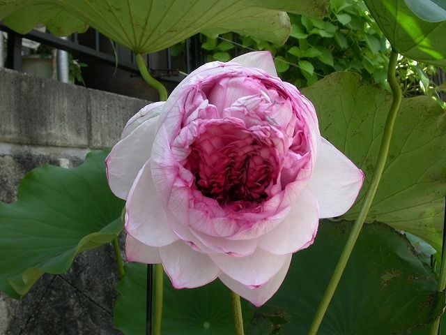 妙蓮が開花しました、