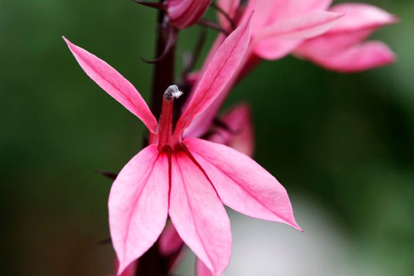 赤花サワギキョウ（宿根ロベリア）