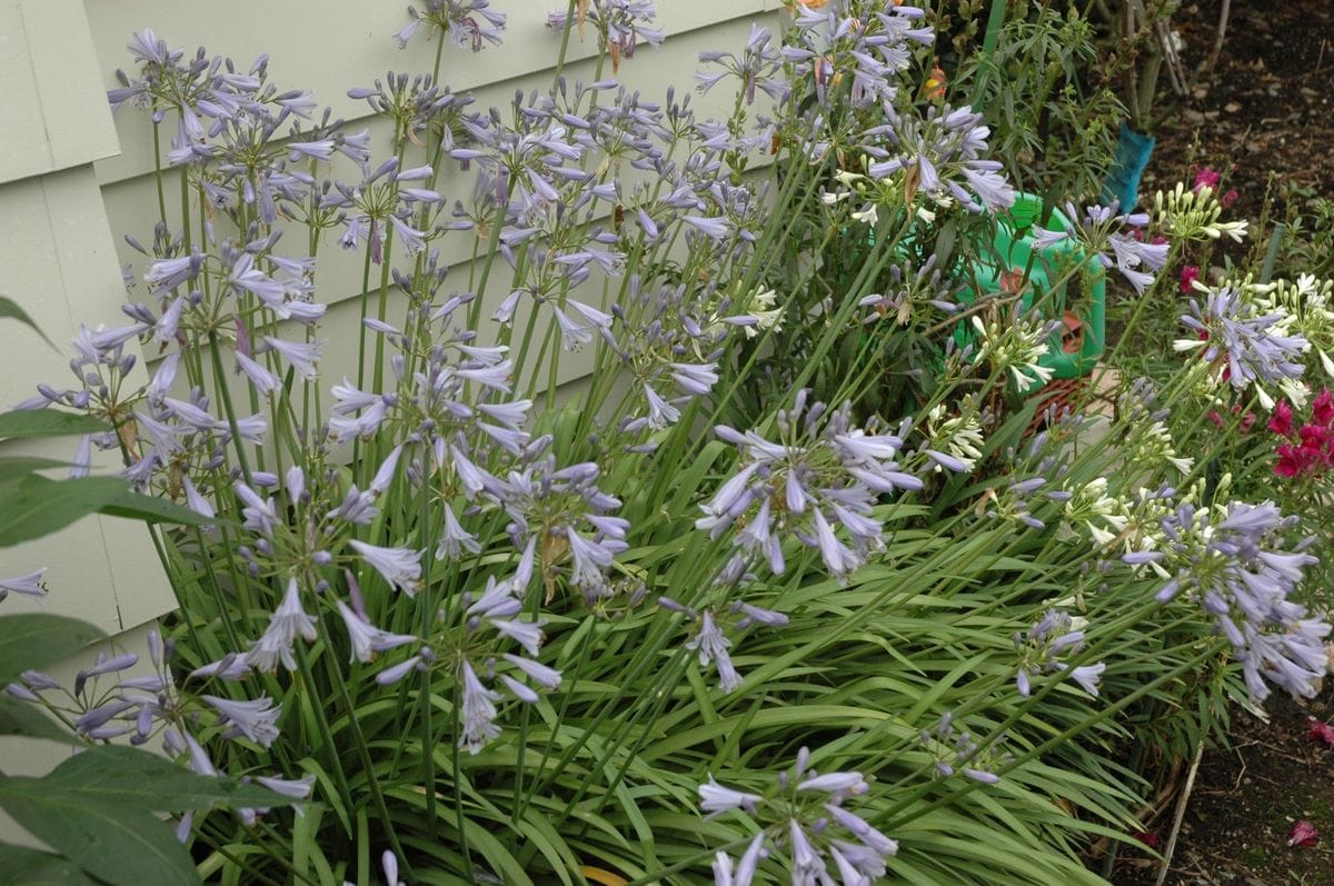 今日の花