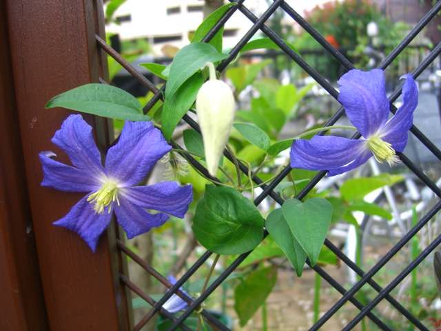 二番花が続々と