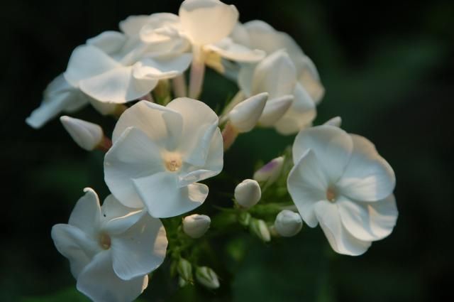 今日咲いた白花