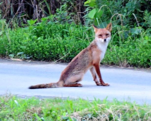 キツネとの遭遇