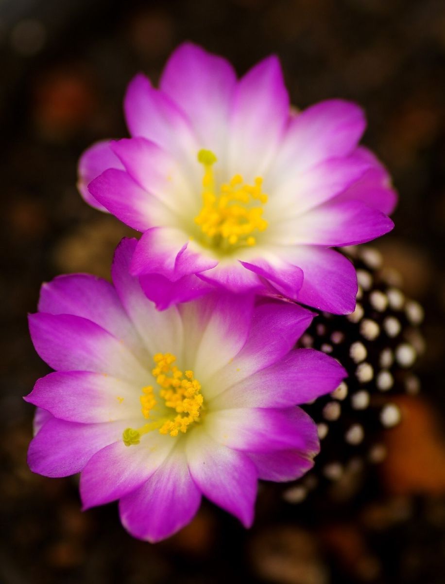 こちらはルエッティーの花