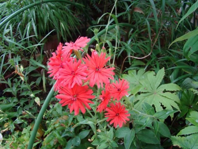 仙翁花が今年も見納め・Equestris&quot;Triple Lips&qu...