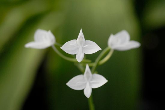 【植物図鑑】エリデスなど6種類の植物情報追加