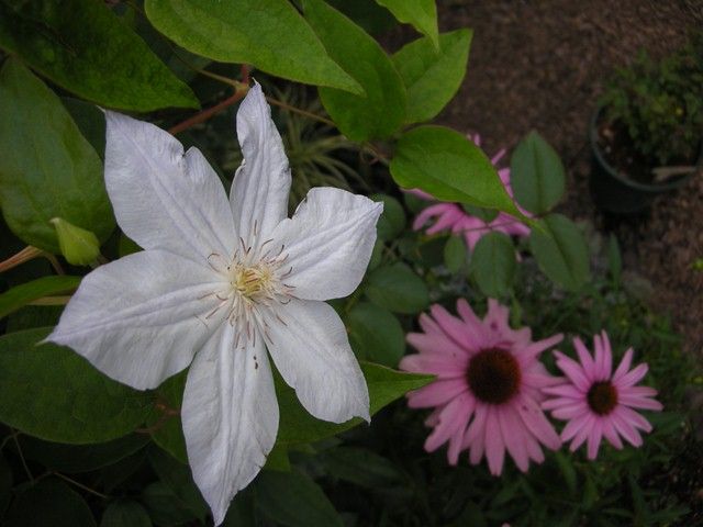 今日の宿根草！！第2弾