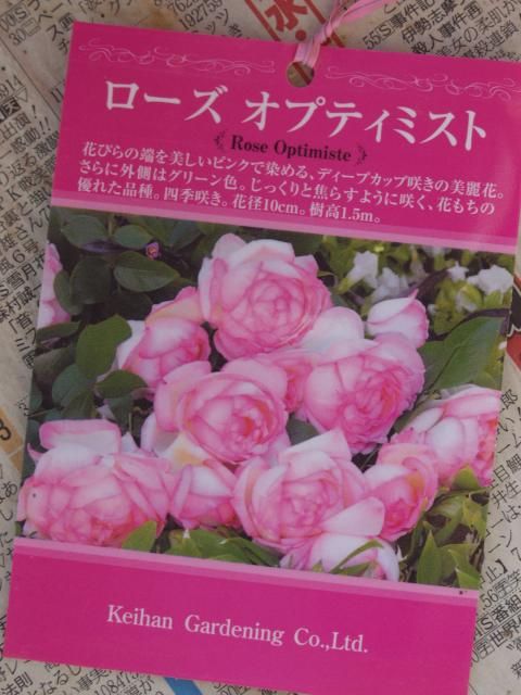 楽天家の薔薇