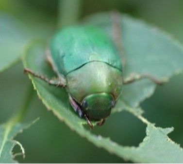 鉢植えバラを枯らす害虫