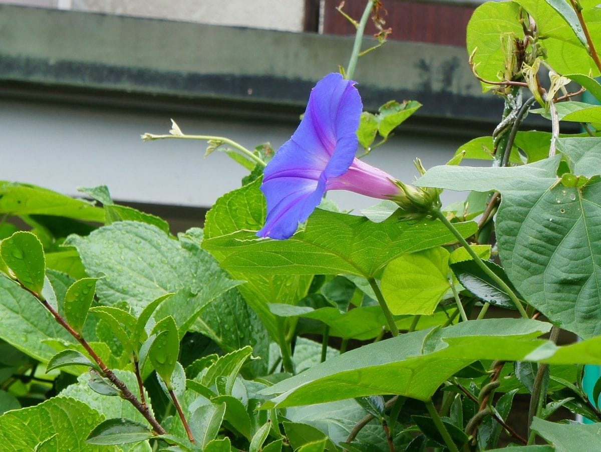 咲いてた～朝顔