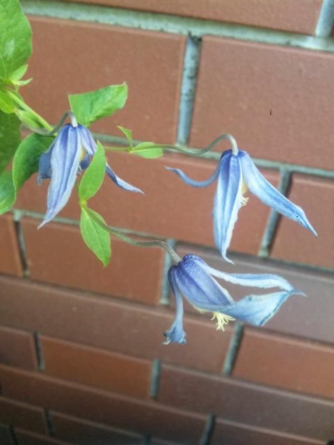 インテの２番花開花中