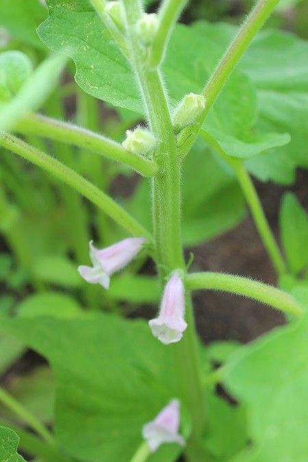 ごまの花