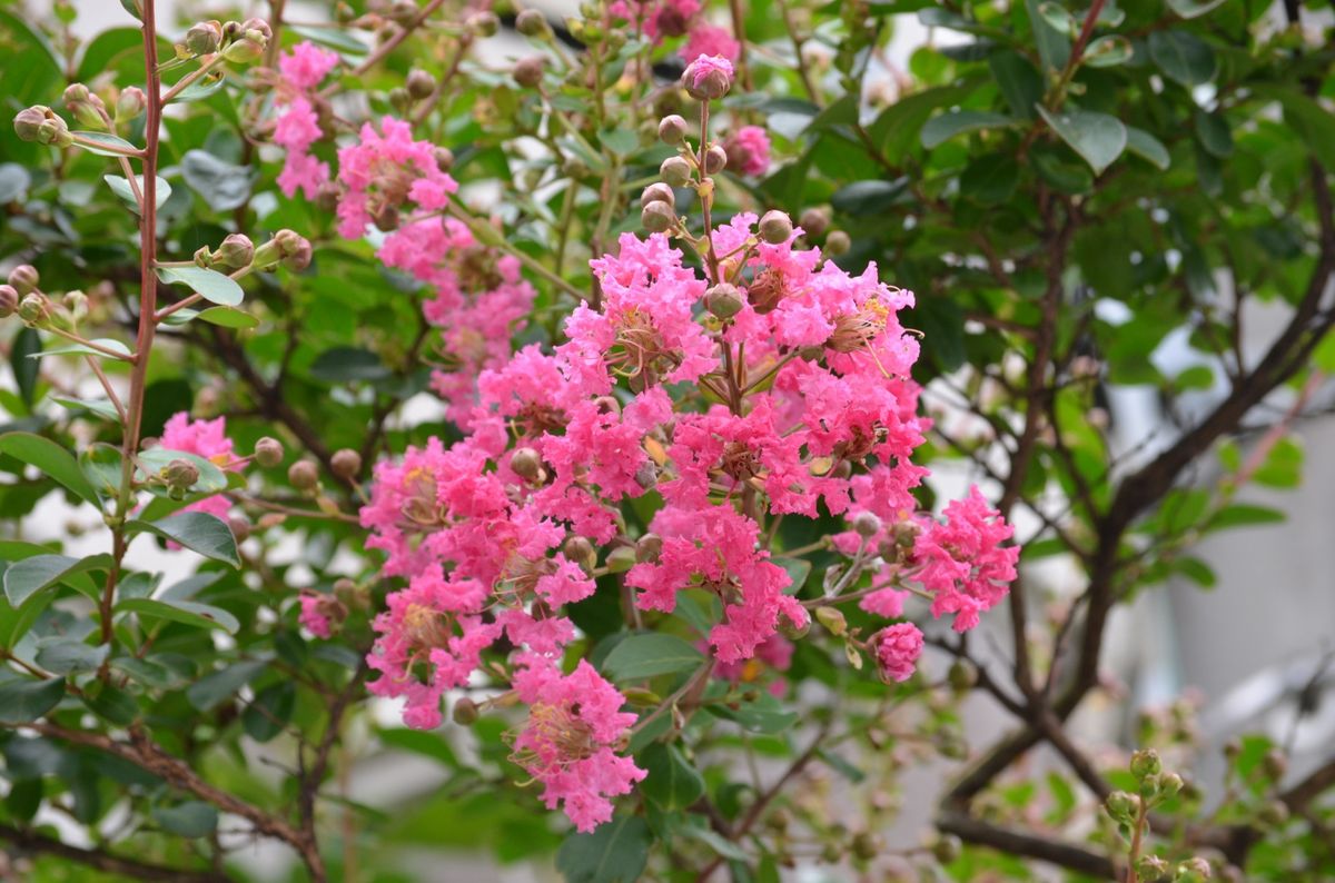 樹木の花が咲きました！