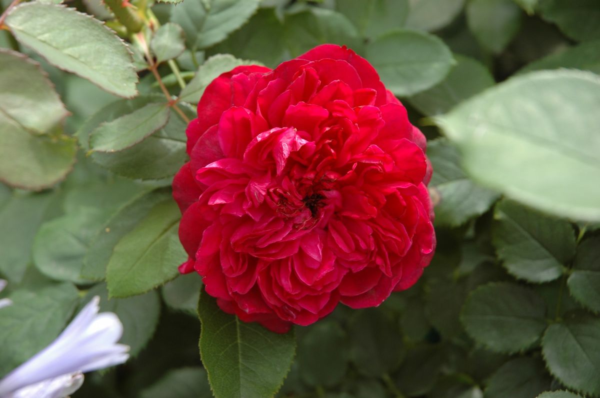 今朝の薔薇たち　①