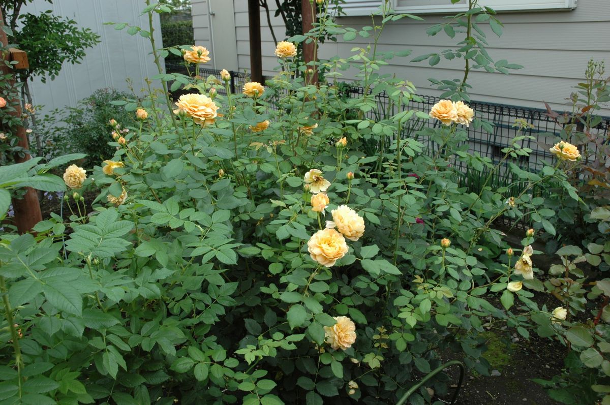 今朝の薔薇たち　①