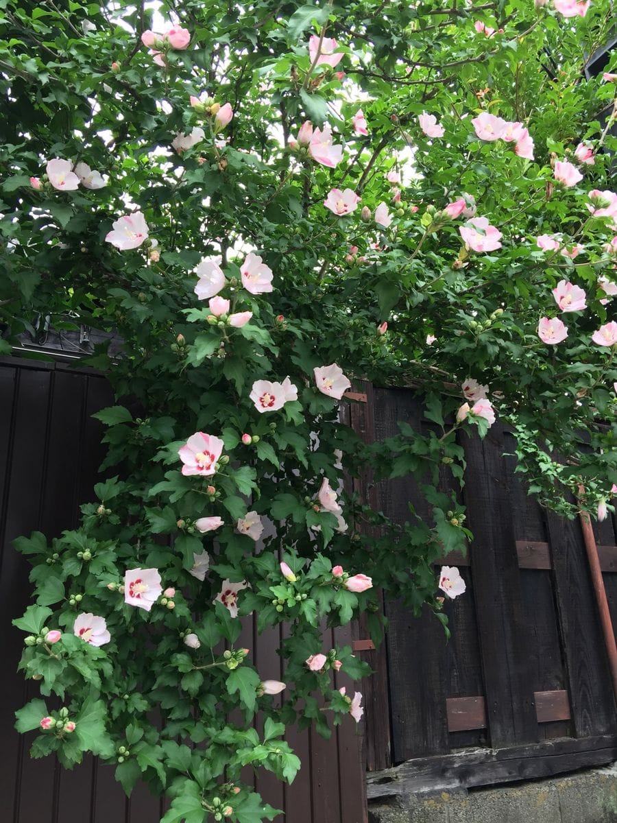 今日の花(東京にて)