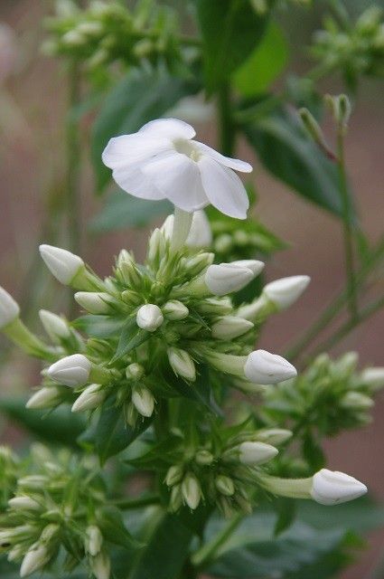 手間のかからない花たち