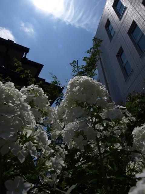 久々の青空（2枚目の写真は拡大要注意です）