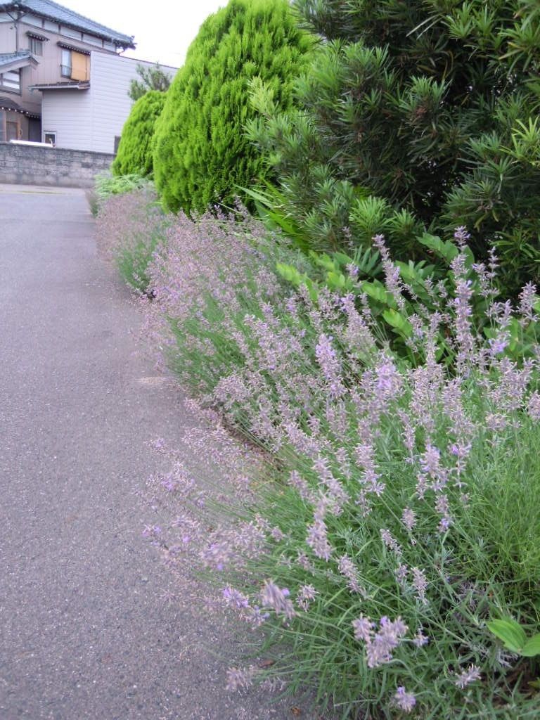 梅雨の晴れ間に