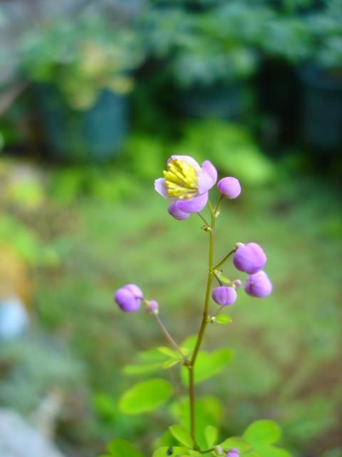 紫錦唐松　白花サルスベリ　デュランタ咲きました。