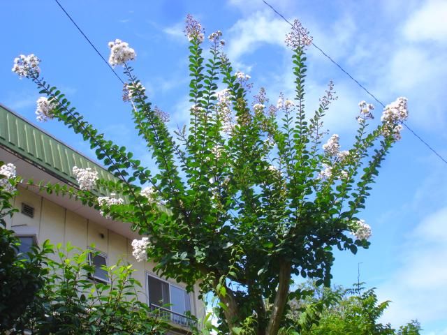 紫錦唐松　白花サルスベリ　デュランタ咲きました。