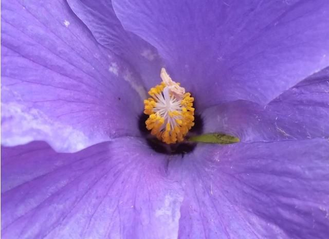 今日の花