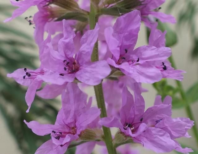 今日の花