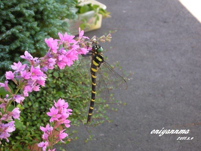 ミソハギがお好き？オニヤンマ！！