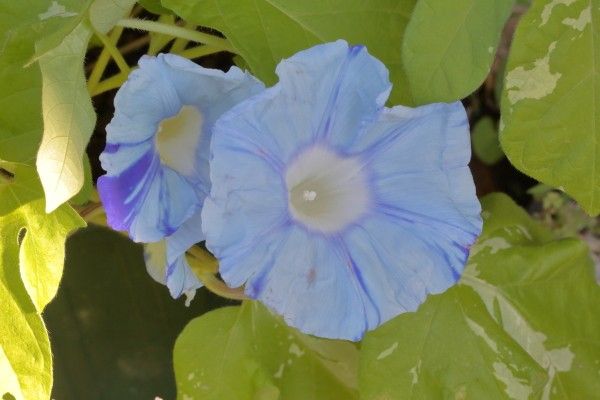 名古屋朝顔が開花