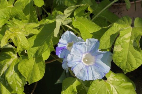 名古屋朝顔が開花