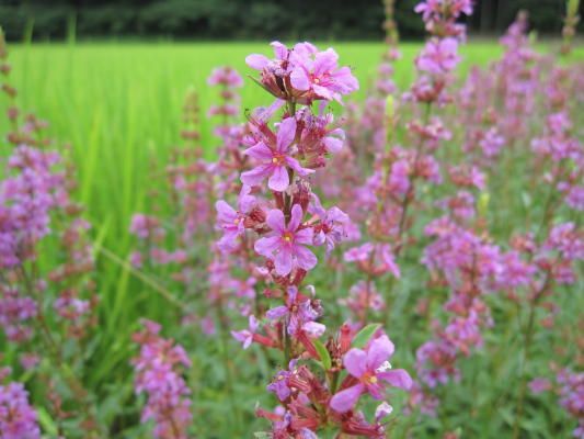 田舎の花