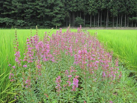 田舎の花