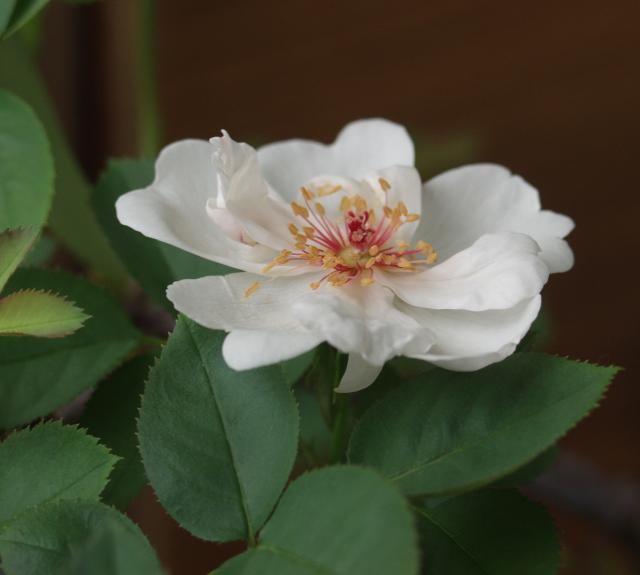 涼しげな花と暑そうな花