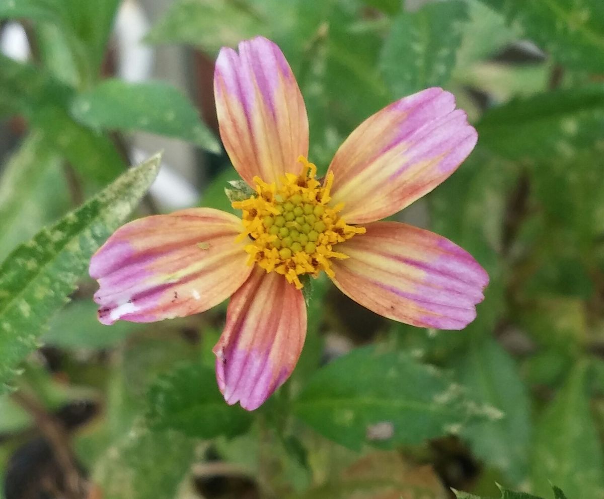 線香花火🎇と❄ウインターコスモス