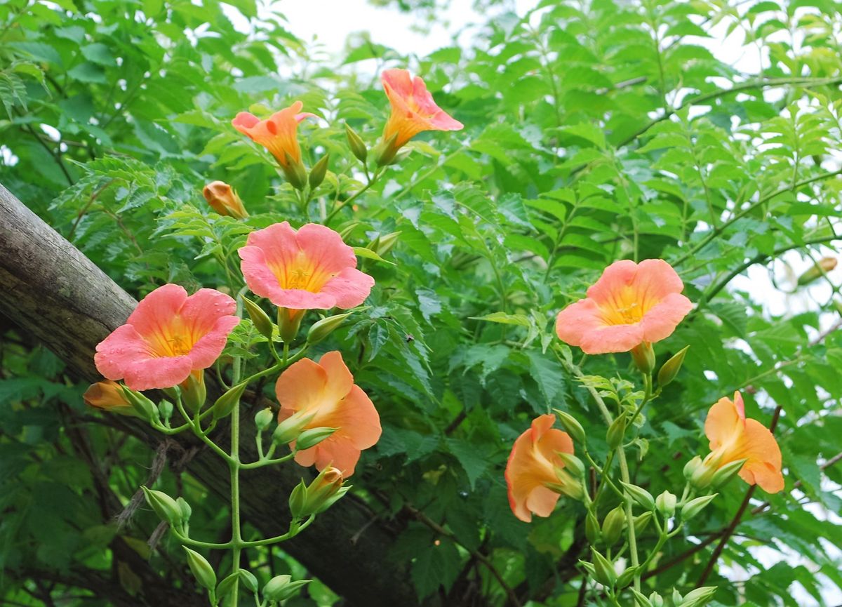 夏の花