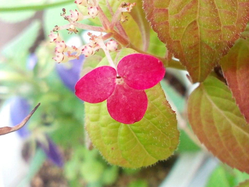 小さくて可愛いお花です(*^^*)